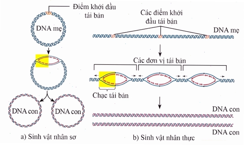 Chi tiết quá trình kéo dài mạch DNA tại chạc sao chép