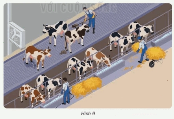 Chim sẻ đang hít thở không khí trong môi trường tự nhiên
