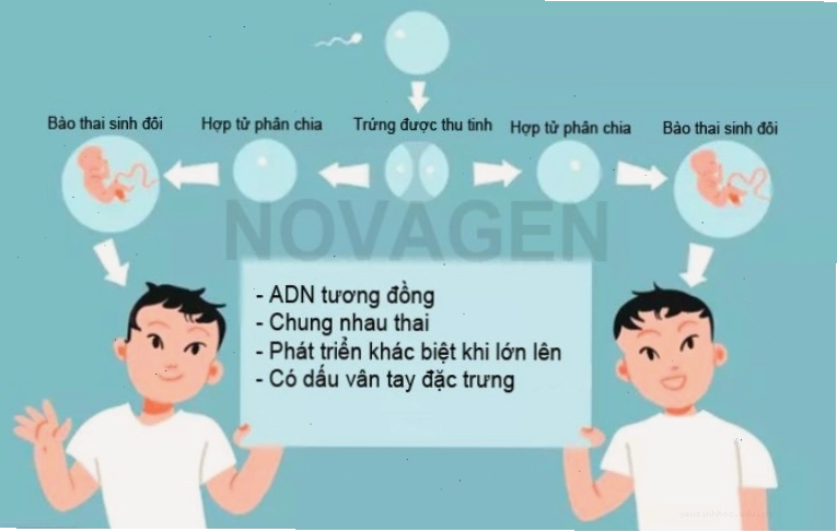 Chimerism hình thành do sự kết hợp của các mạch máu