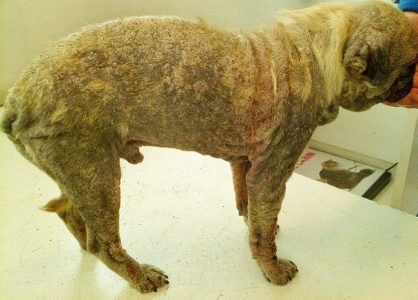 Chó bị viêm da do ghẻ Demodex