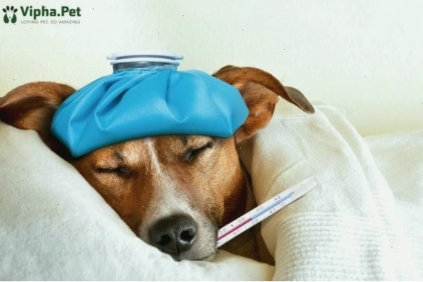 Chó bị xà mâu với các triệu chứng rõ rệt trên da