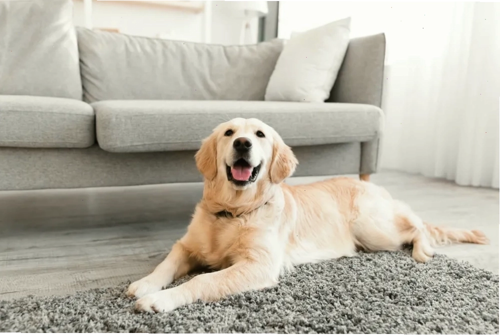 Chó là loài vật nuôi phổ biến, nhưng tổ tiên của chúng đã từng sống hoang dã