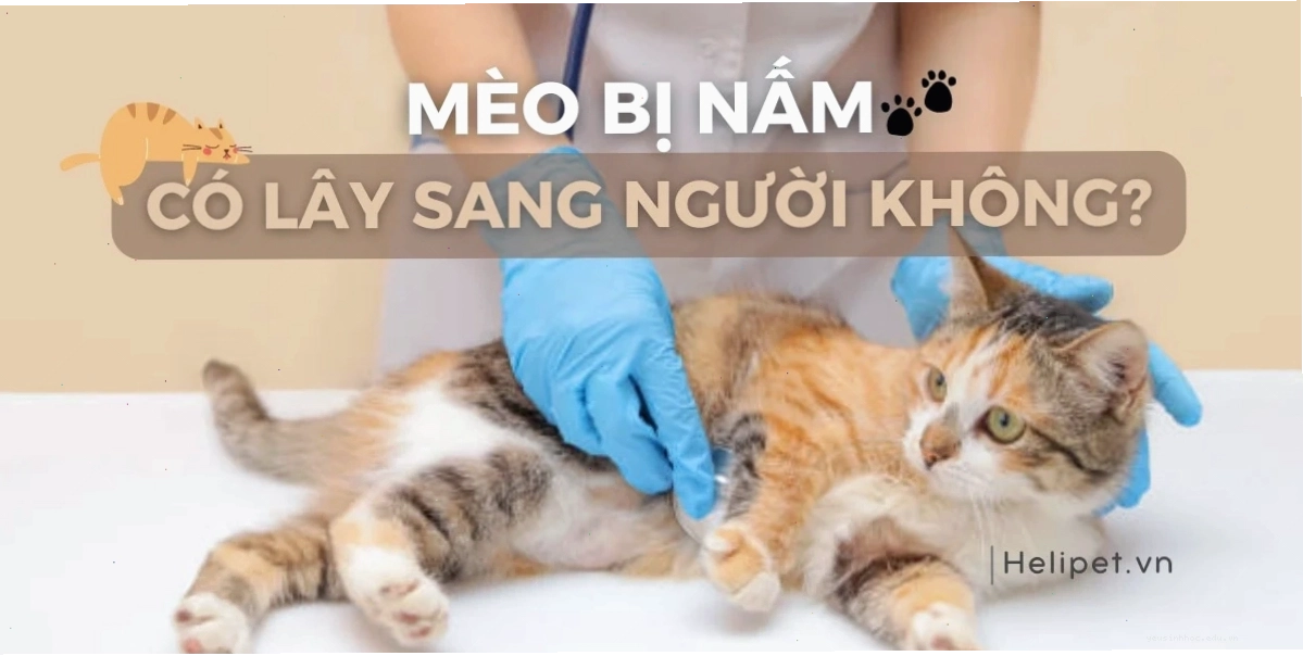 Chủ nuôi rửa tay sau khi tiếp xúc với mèo