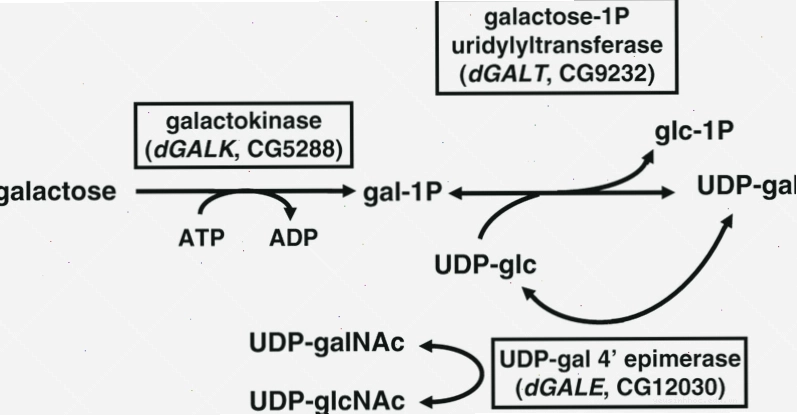 Chu trình chuyển hóa galactose thành glucose trong cơ thể người khỏe mạnh