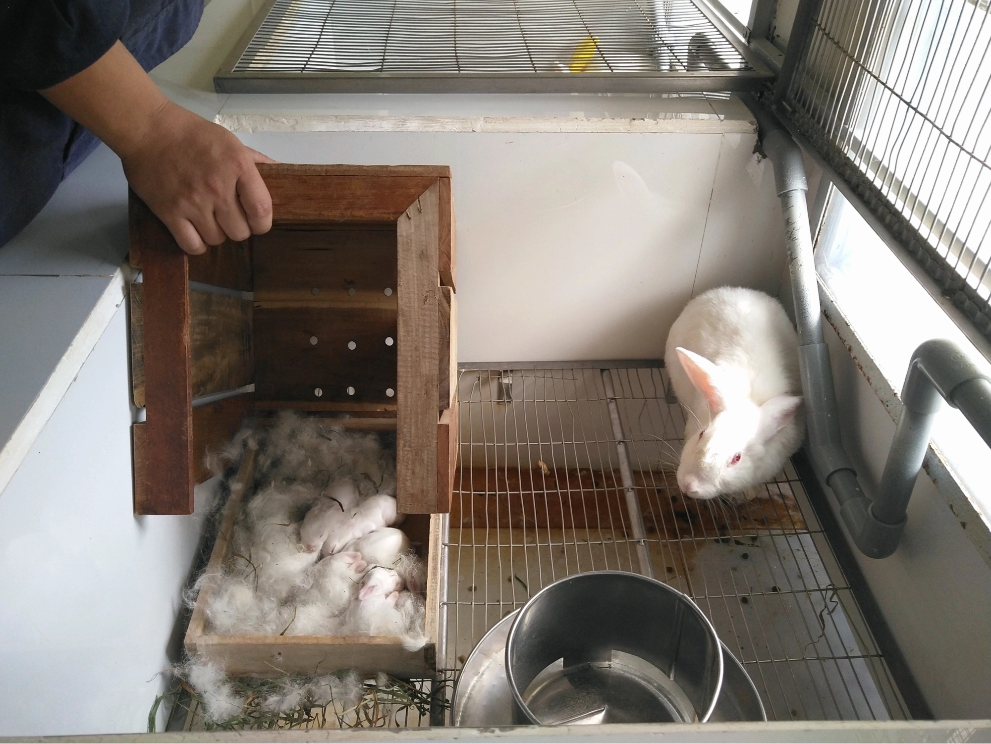 Chuồng nuôi thỏ sạch sẽ và thoáng khí