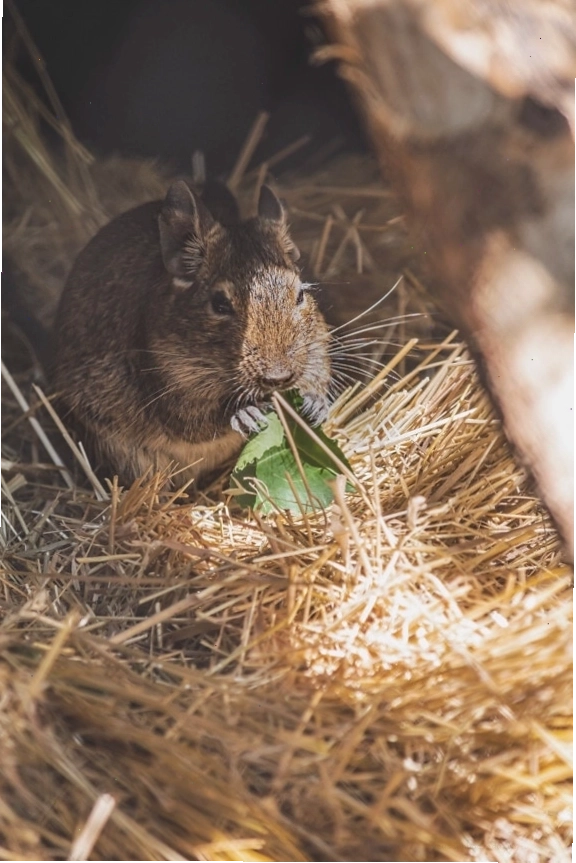 Chuột Degu ăn lá xanh, một loài gặm nhấm nhỏ nuôi làm thú cưng