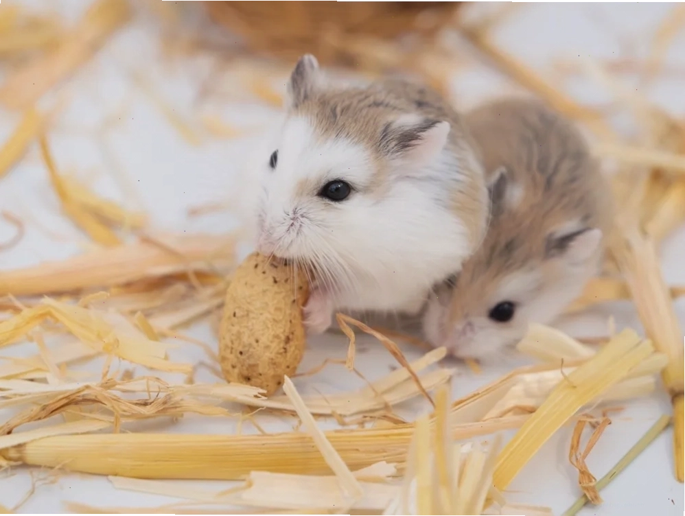 Chuột hamster, một loài vật nuôi nhỏ nhắn