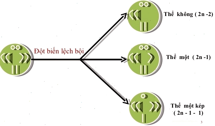 Cơ chế hình thành các dạng đột biến lệch bội trong giảm phân