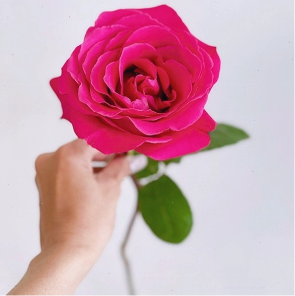 Cô gái e ấp bên đóa hồng