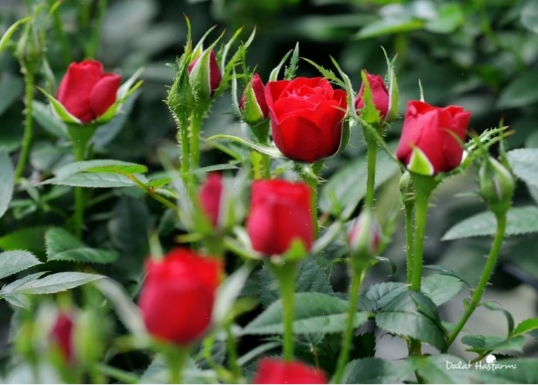 Cô gái ngắm nhìn đóa hồng