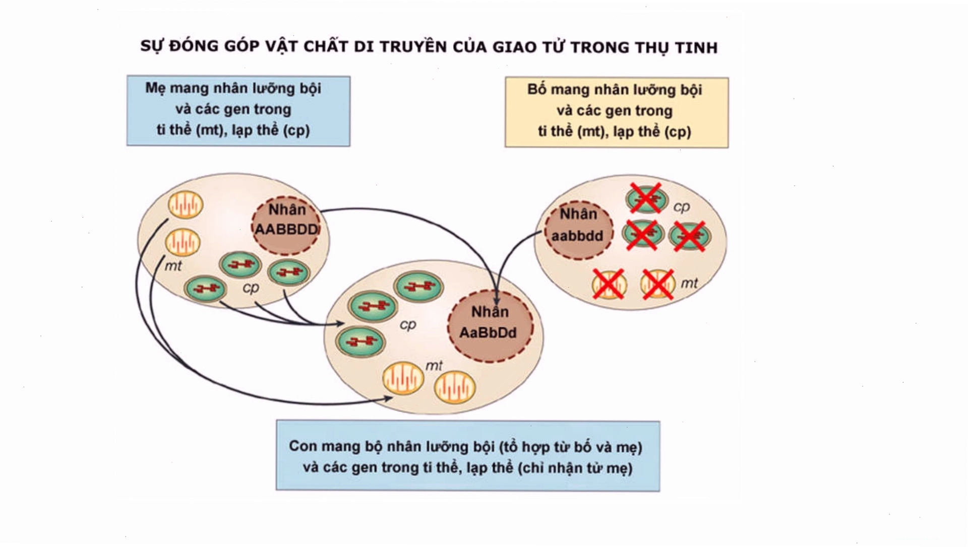 Cơ sở tế bào của phép lai thuận và nghịch trong di truyền ngoài nhân