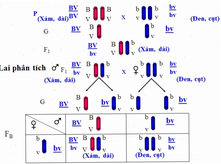 Cơ sở tế bào học của di truyền liên kết và hoán vị gen