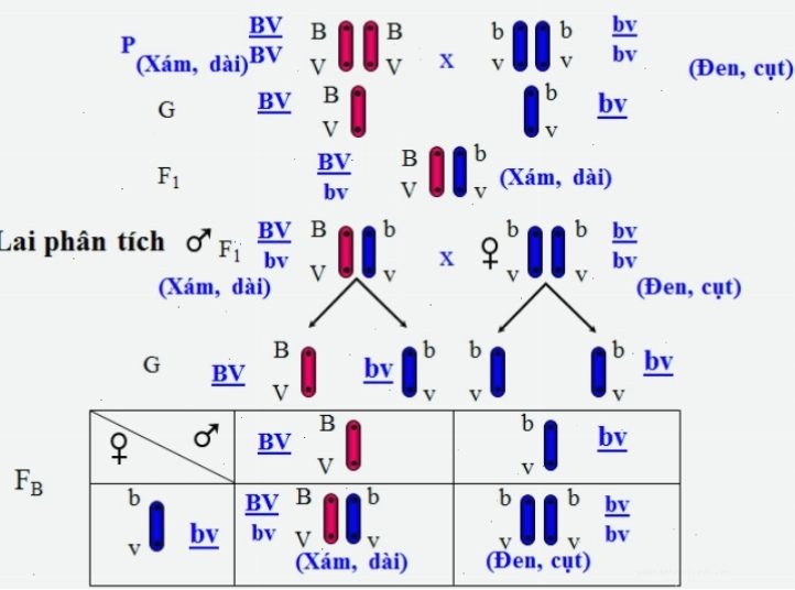 Cơ sở tế bào học của hoán vị gen