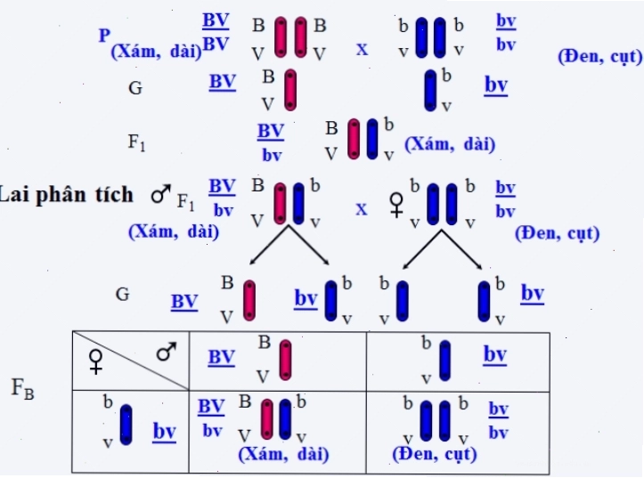 Cơ sở tế bào học của hoán vị gen: trao đổi chéo giữa các cromatit không chị em