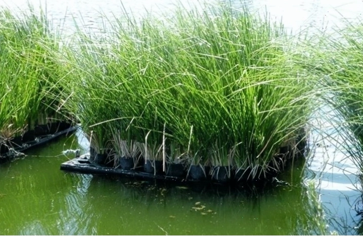 Cỏ vetiver với hệ thống rễ sâu giúp xử lý nước ô nhiễm
