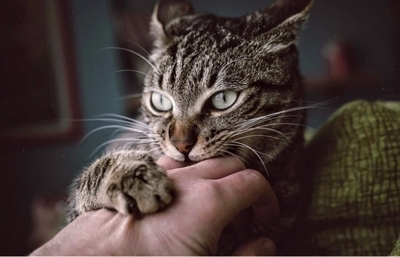 Con người có thể bị lây bệnh hắc lào từ mèo cào xước