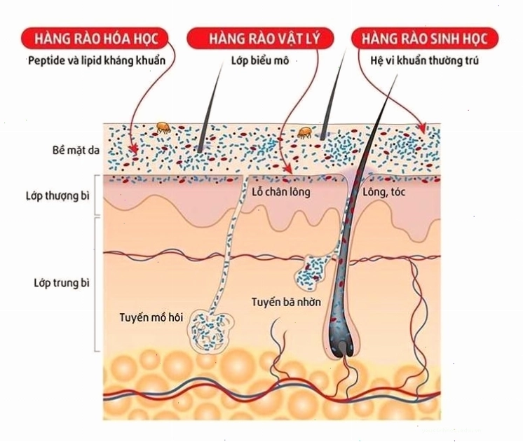 Da người có chức năng bảo vệ cơ thể khỏi nhiệt độ và các yếu tố môi trường