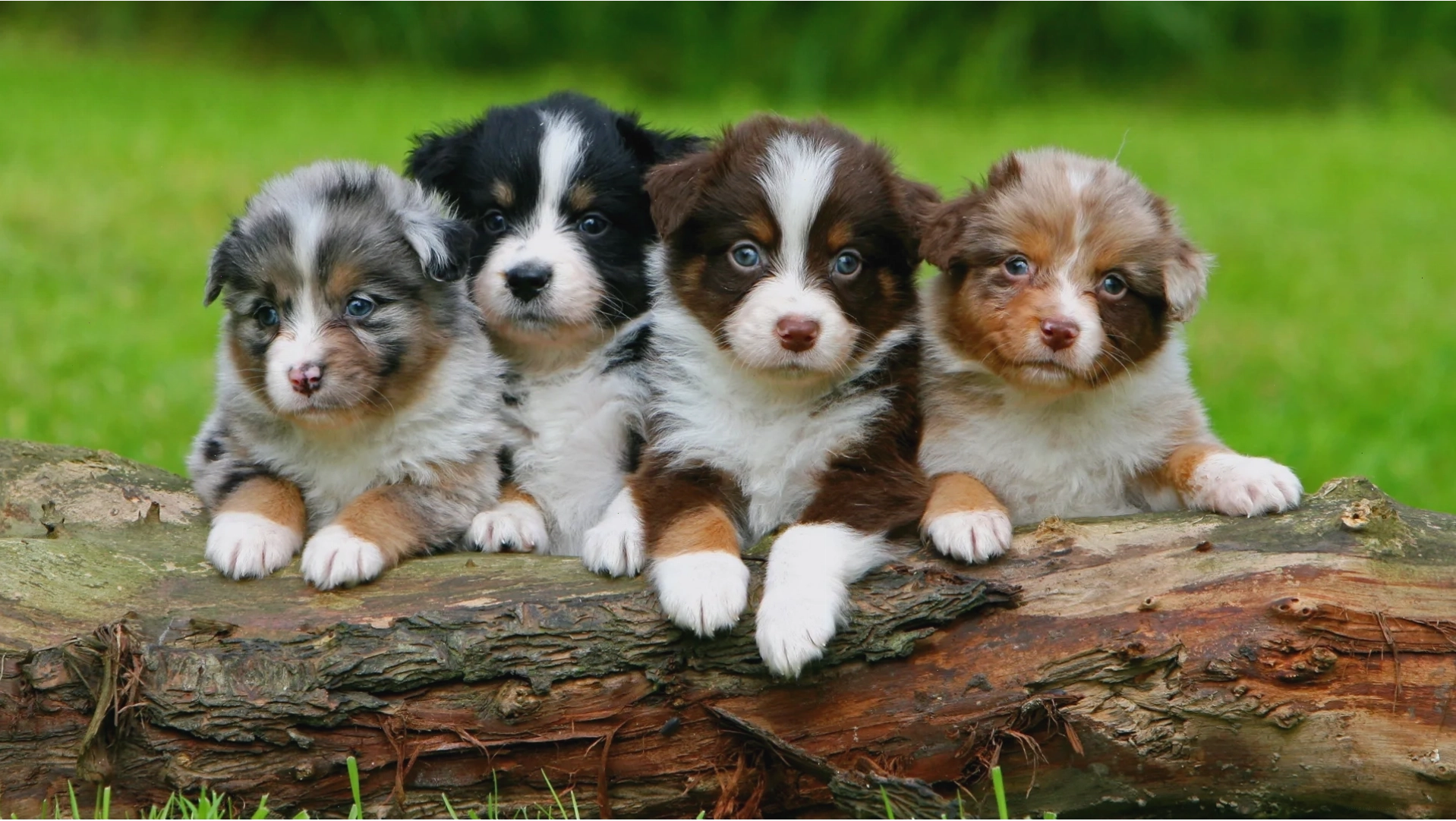 Đàn cún con Australian Shepherd đáng yêu