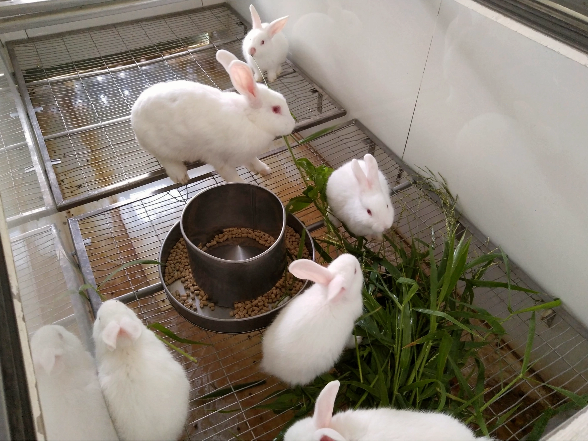 Đàn thỏ trắng trong môi trường nghiên cứu