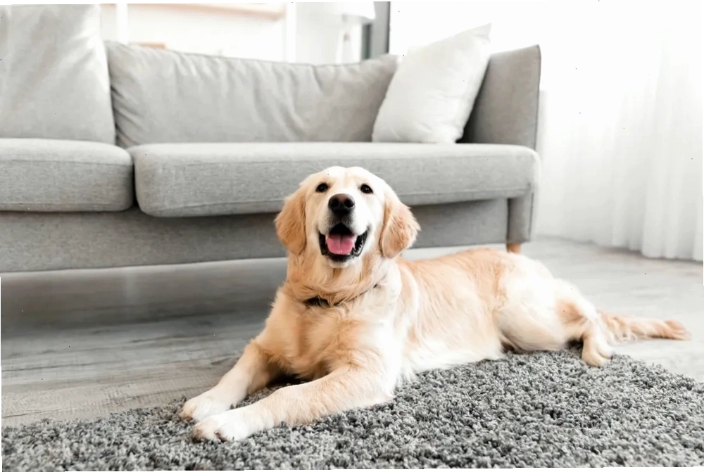 Dạy bé nhận biết con chó, loài động vật quen thuộc trong gia đình