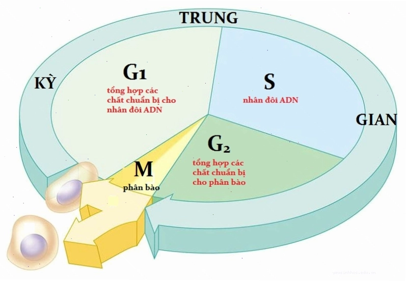Diễn biến kỳ sau của quá trình nguyên phân