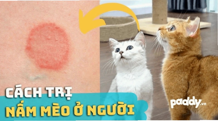 Điều trị nấm mèo ở người và vật nuôi là yếu tố quan trọng