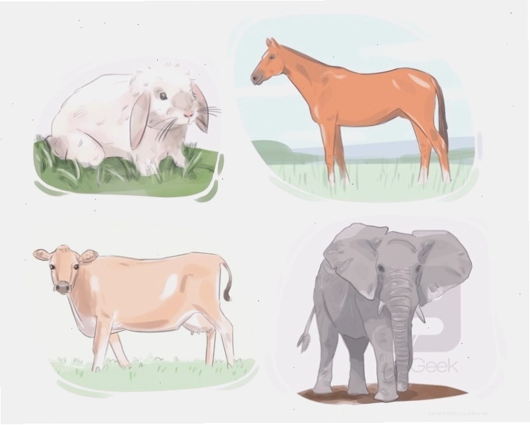 Định nghĩa Herbivore và các loài động vật ăn cỏ