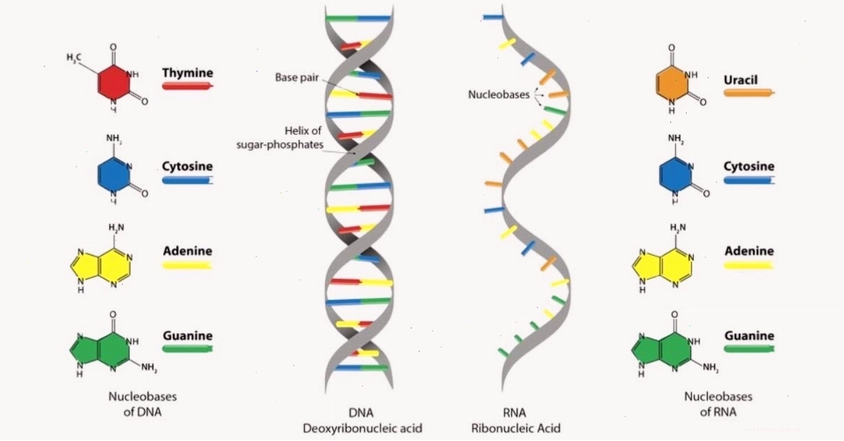 DNA mang thông tin di truyền và đóng vai trò khuôn mẫu