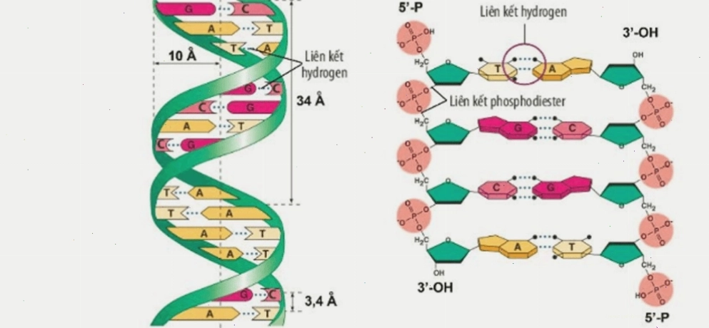 DNA Replication fork