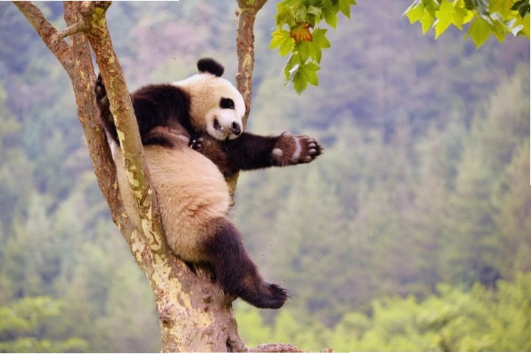 Động vật hoang dã đa dạng trong môi trường tự nhiên
