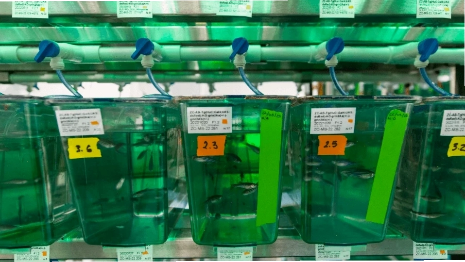 Duy trì chất lượng nước trong bể cá ngựa vằn (zebrafish)