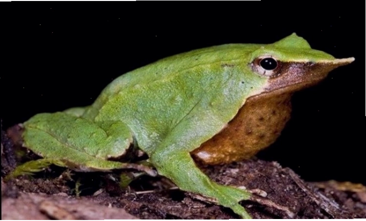 Ếch Darwin