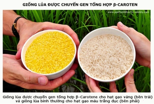 Gạo chuyển gen là một thành tựu của kỹ thuật gen trong nông nghiệp, giúp bổ sung dinh dưỡng.