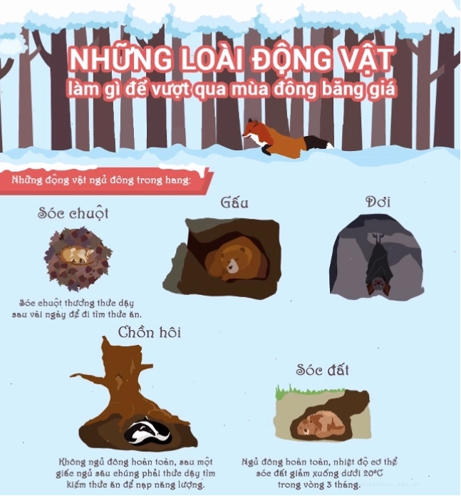 Gấu là một trong những loài động vật nổi tiếng với khả năng ngủ đông kéo dài