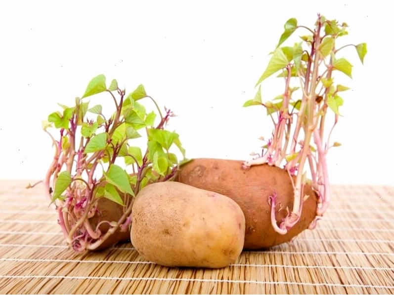 Giâm cành hoa hồng để nhân giống