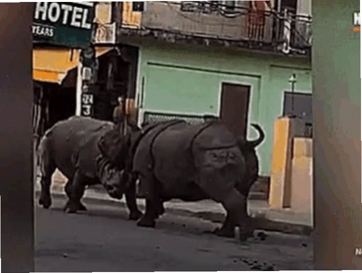 Hai loài động vật hoang dã đối đầu nhau trên đường phố Nepal