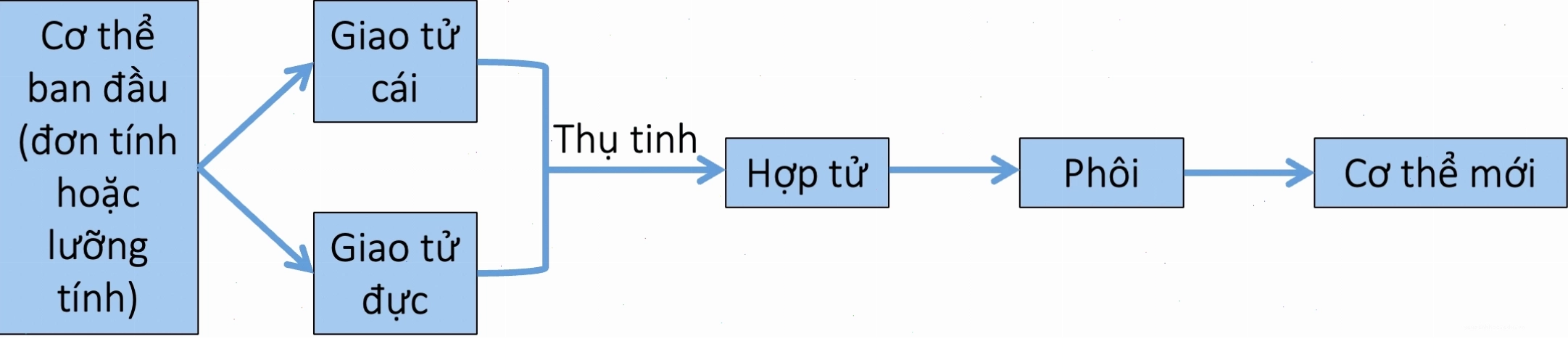 Hạt ngô phát triển sau quá trình sinh sản hữu tính