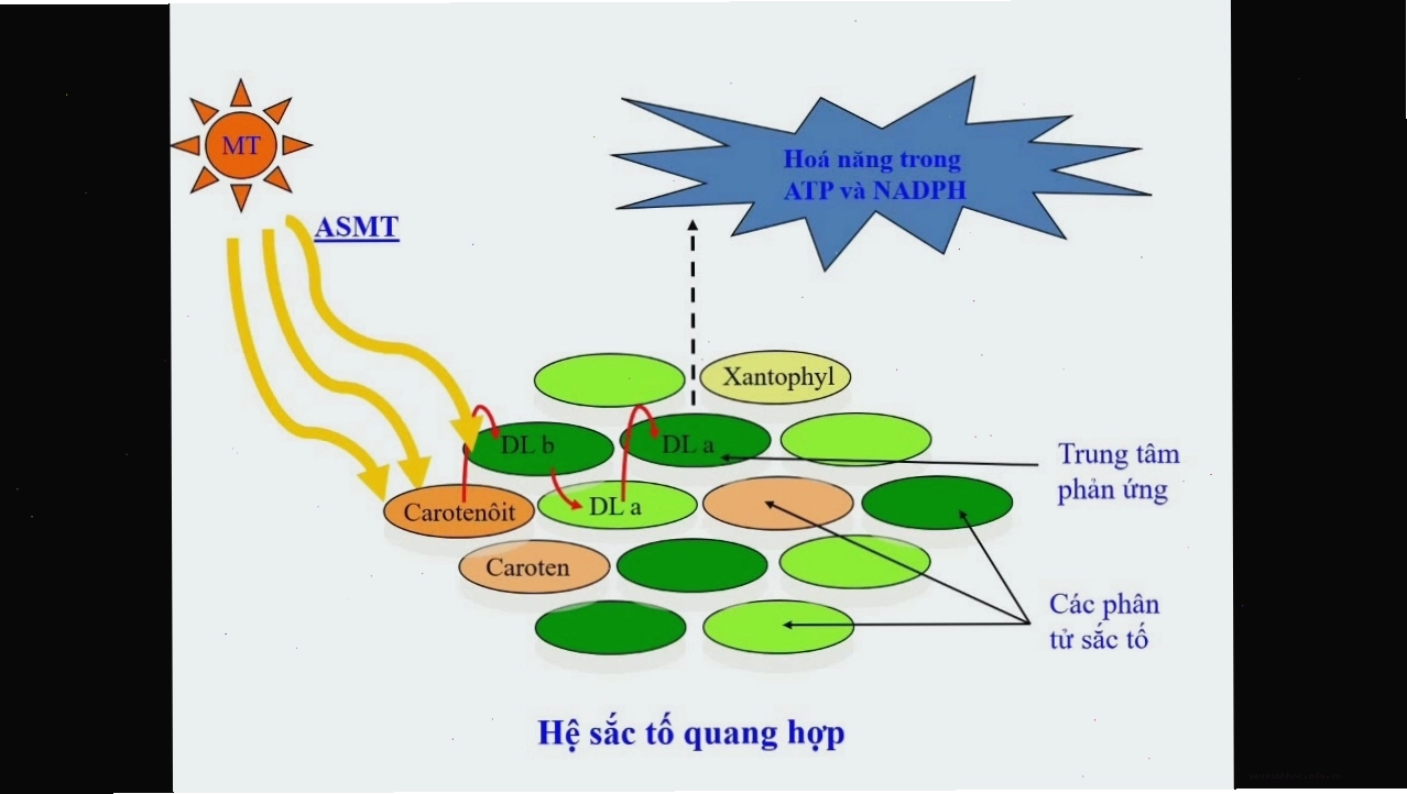 Hệ sắc tố quang hợp giúp thực vật hấp thụ nhiều dải ánh sáng khác nhau