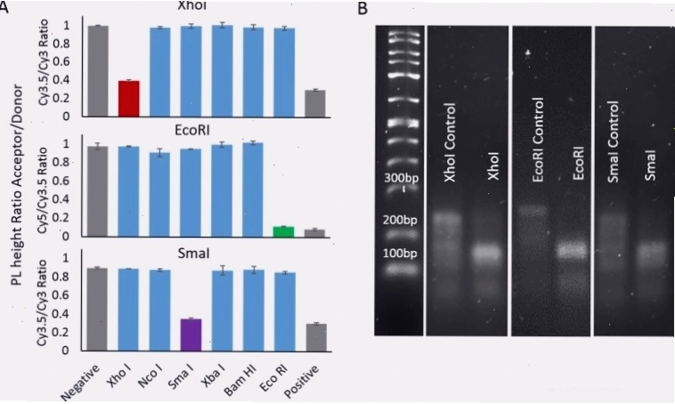 Hình ảnh biểu diễn hoạt động của enzyme cắt giới hạn