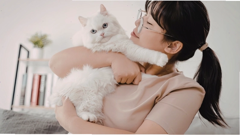 Hình ảnh bọ nhảy ở mèo, nguyên nhân gây lo lắng cho người nuôi thú cưng