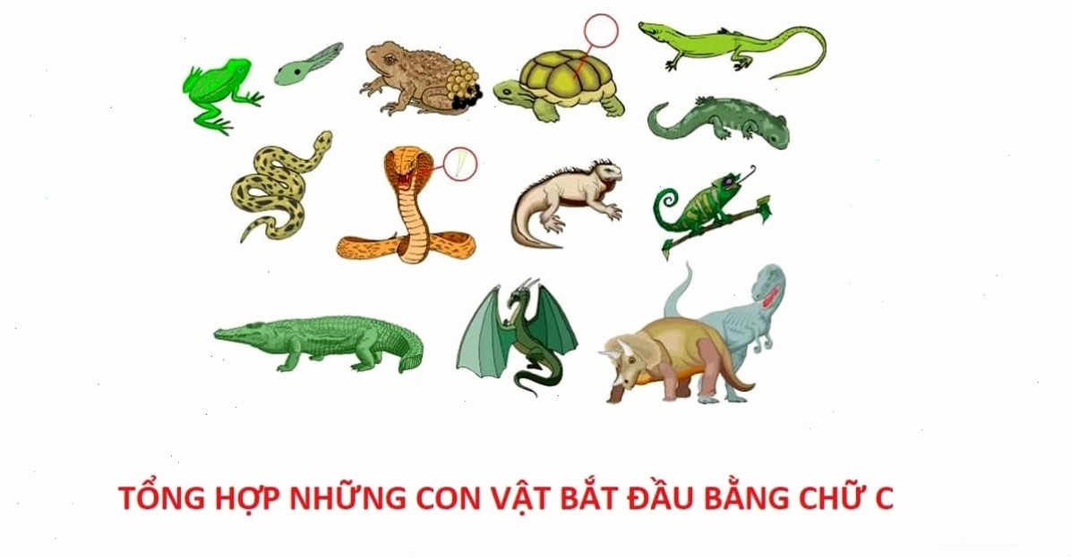 Hình ảnh các loài cá bắt đầu bằng chữ C như cá chép, cá chuồn
