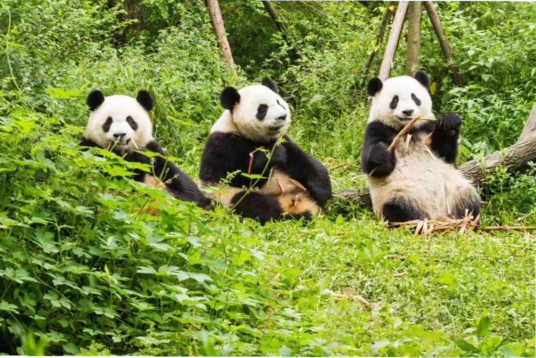 Hình ảnh cận cảnh con lười đang đu mình trên cành cây