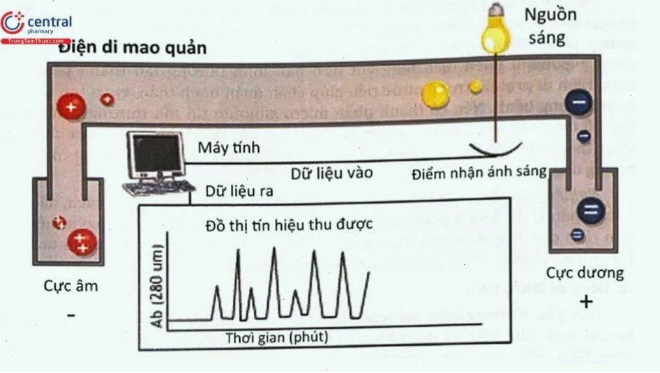 Hình ảnh điện di mao quản các mẫu phân tích