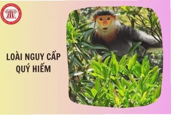 Hình ảnh minh họa các loài động vật hoang dã quý hiếm trong môi trường tự nhiên