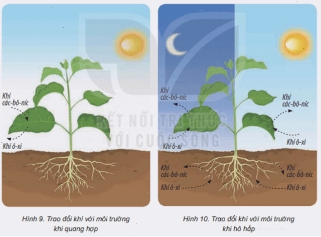 Hình ảnh minh họa các loại phân bón cung cấp dinh dưỡng cho cây