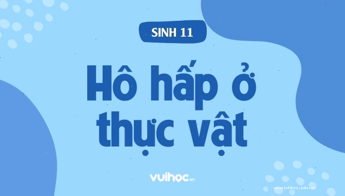 Hình ảnh minh họa quá trình hô hấp ở thực vật