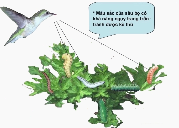 Hình ảnh minh họa quá trình tiến hóa và hình thành loài
