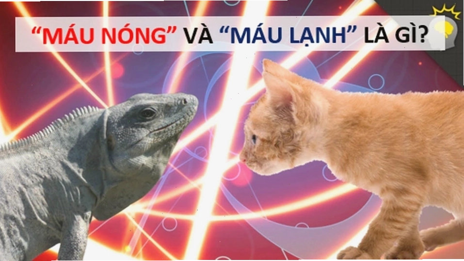 Hình ảnh minh họa sự khác biệt giữa động vật máu lạnh và máu nóng