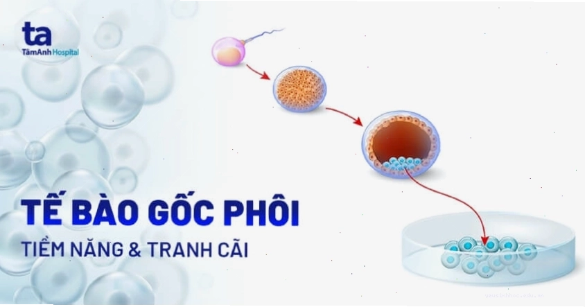 Hình ảnh minh họa tế bào gốc phôi