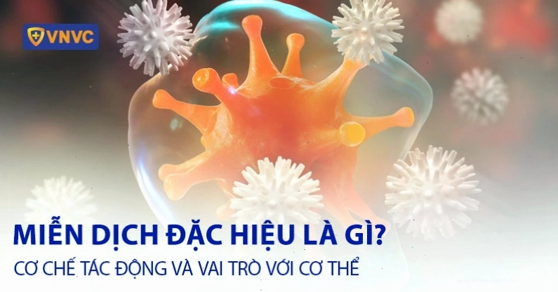 Hình ảnh minh họa tế bào Lympho T tấn công tế bào nhiễm bệnh